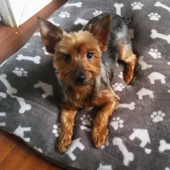 Meet your Posher, David yongman - Picture 1 of 1